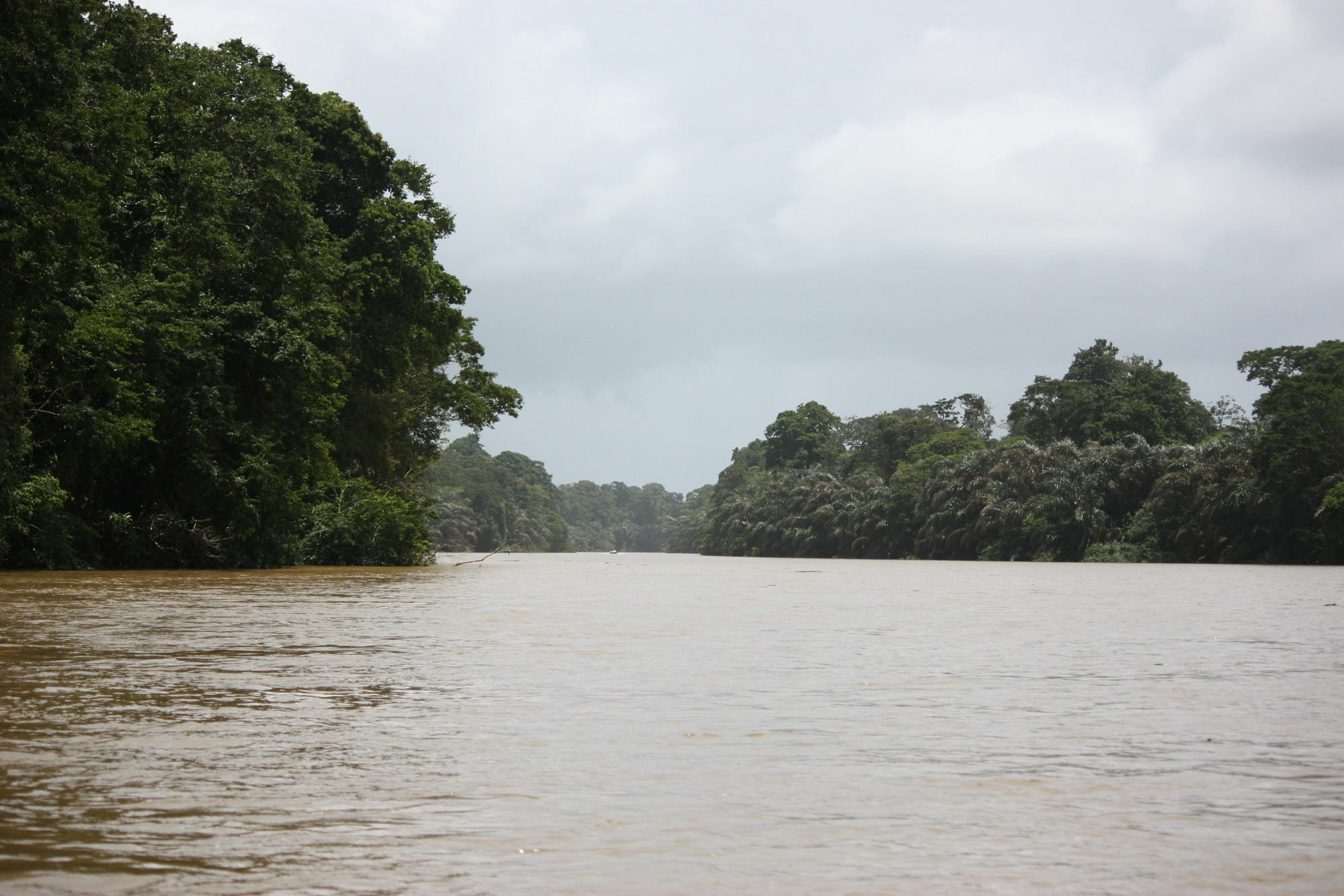 Rana Roja Lodge Tortuguero Eksteriør bilde